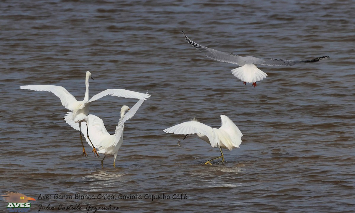 Snowy Egret - ML559904901