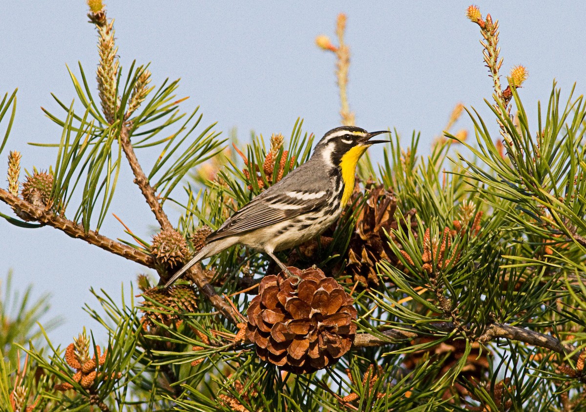 Yellow-throated Warbler - Robert Ostrowski