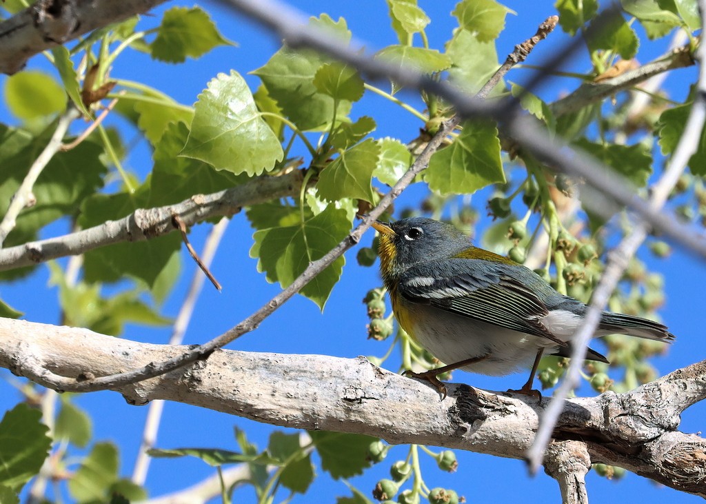 Northern Parula - ML559904991