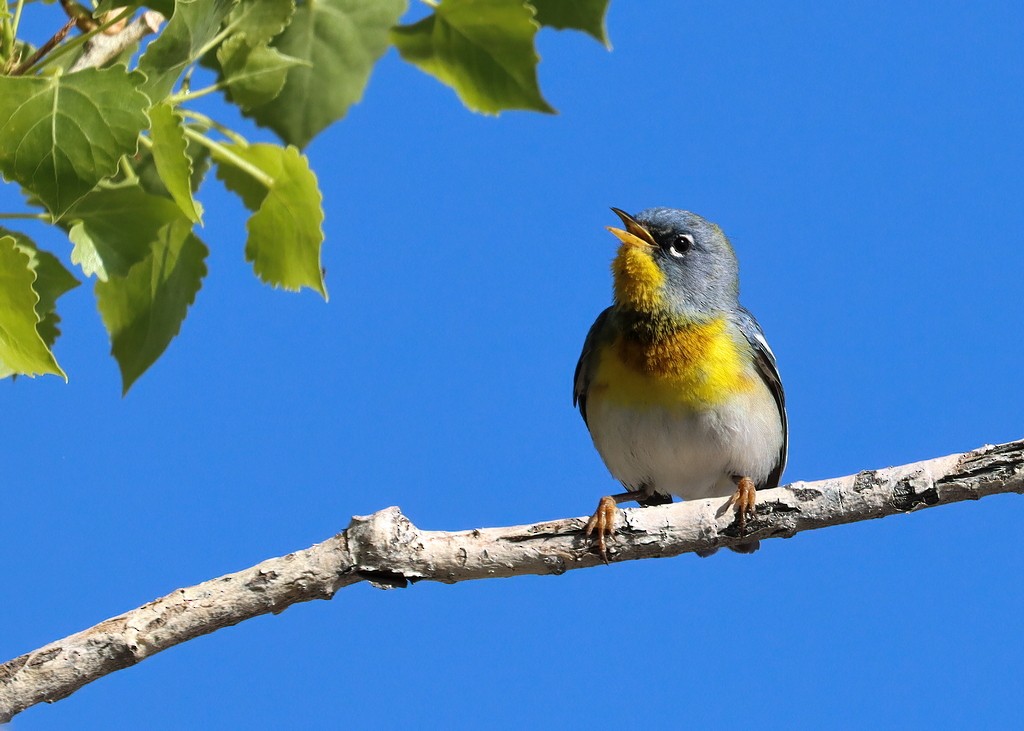 Northern Parula - ML559905001