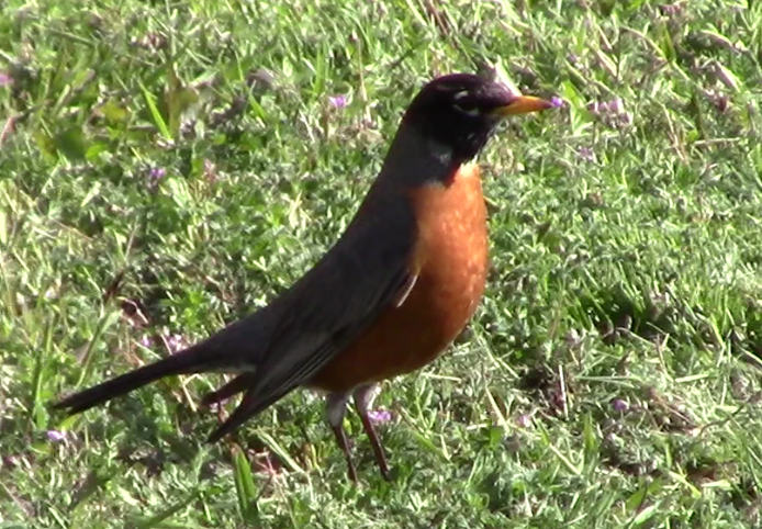 American Robin - ML55990531