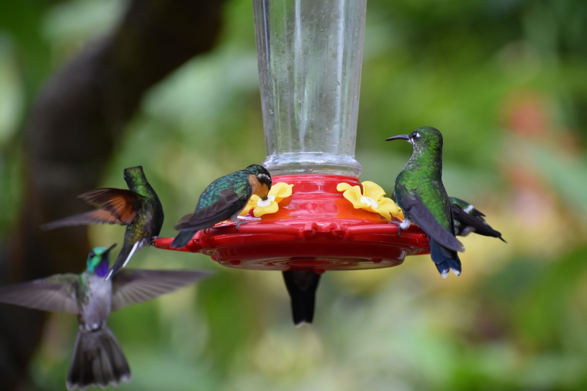 Colibrí Gorjivioleta - ML559906231