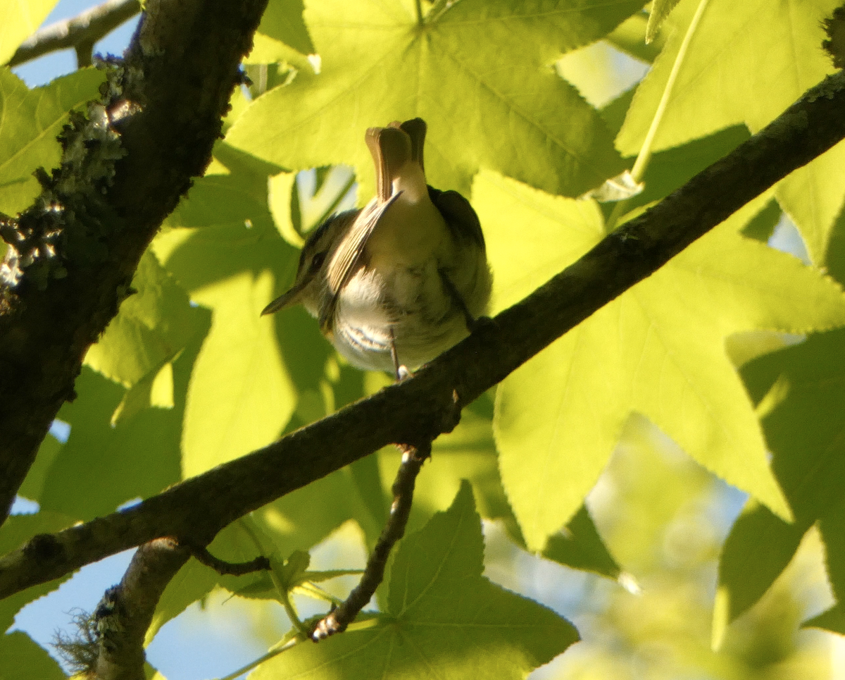 Red-eyed Vireo - ML559906611