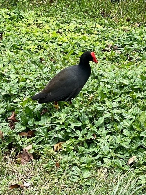 Gallinule d'Amérique - ML559907111