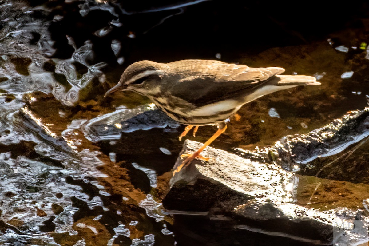 Louisiana Waterthrush - ML559907151