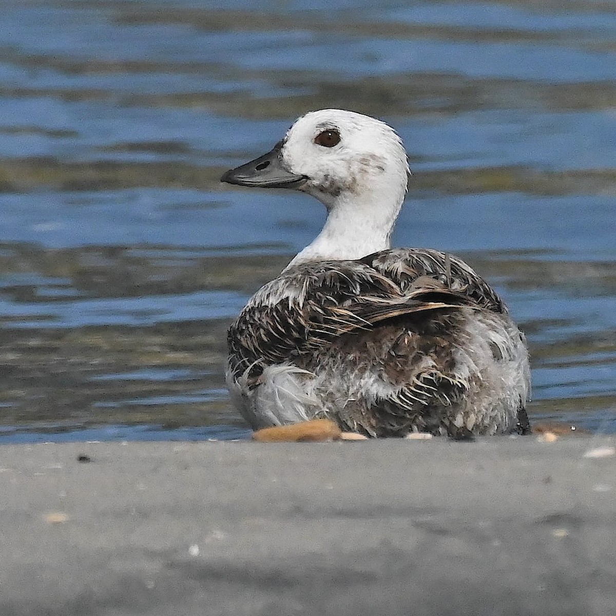 Long-tailed Duck - ML559907881