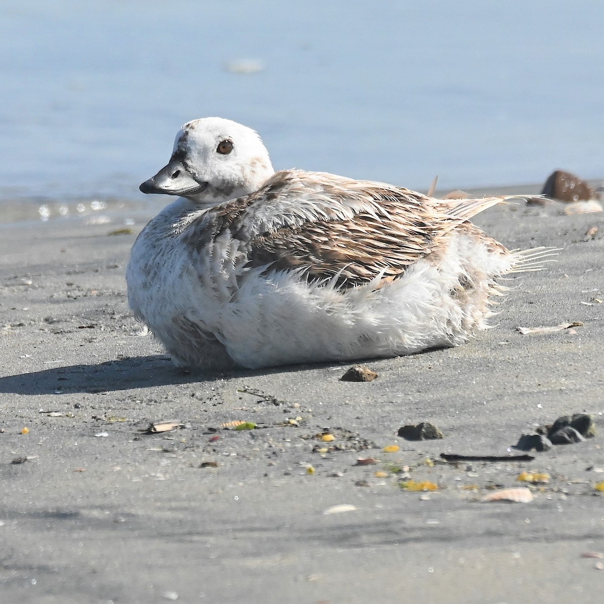 Long-tailed Duck - ML559907911