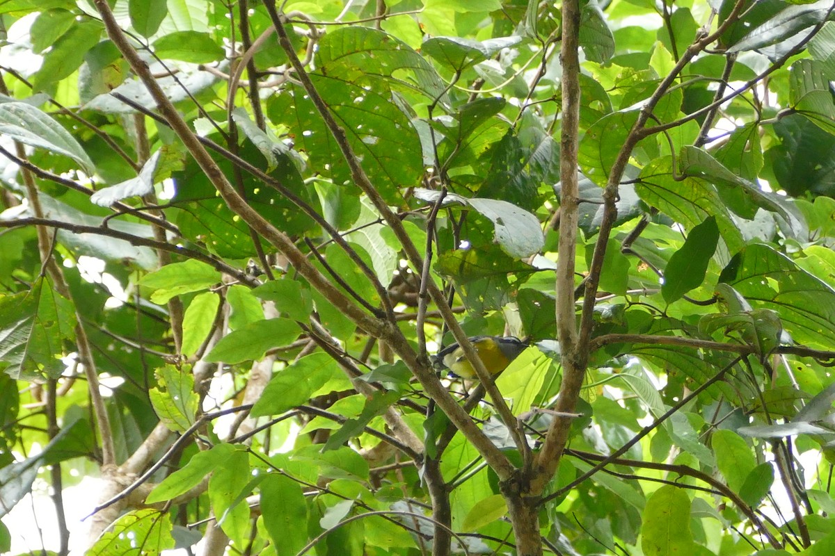 Bananaquit - ML55990881