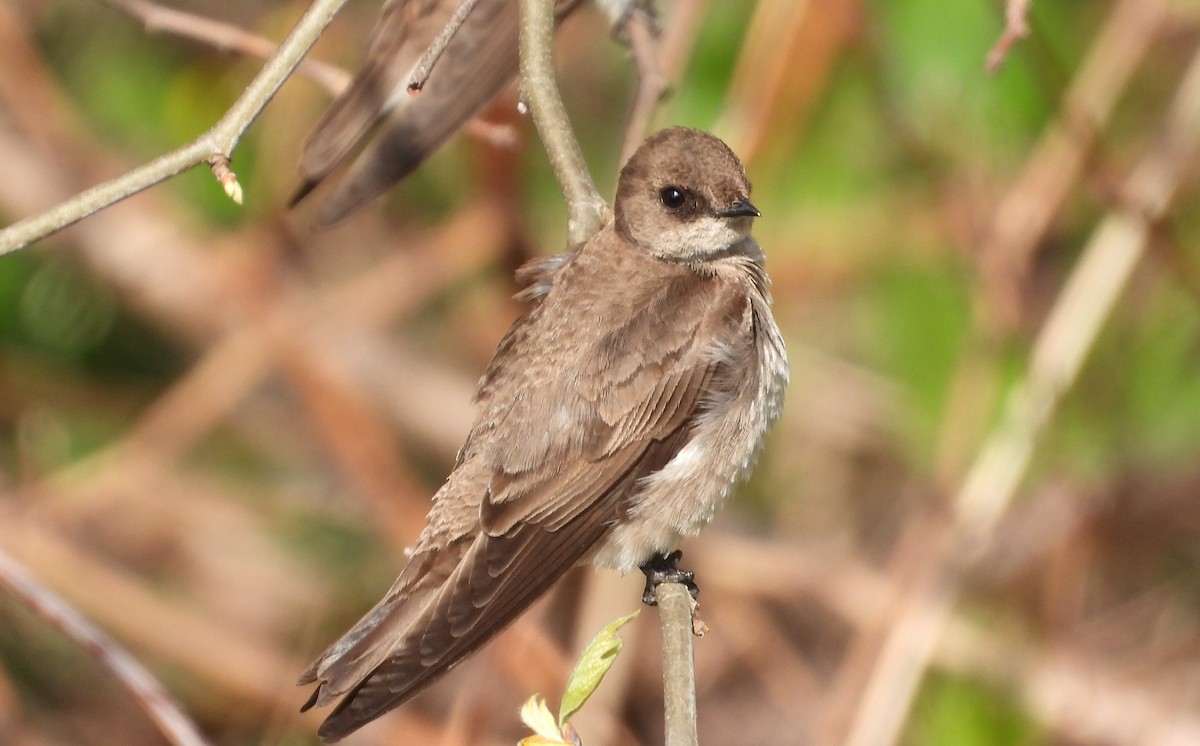 Northern Rough-winged Swallow - ML559908821