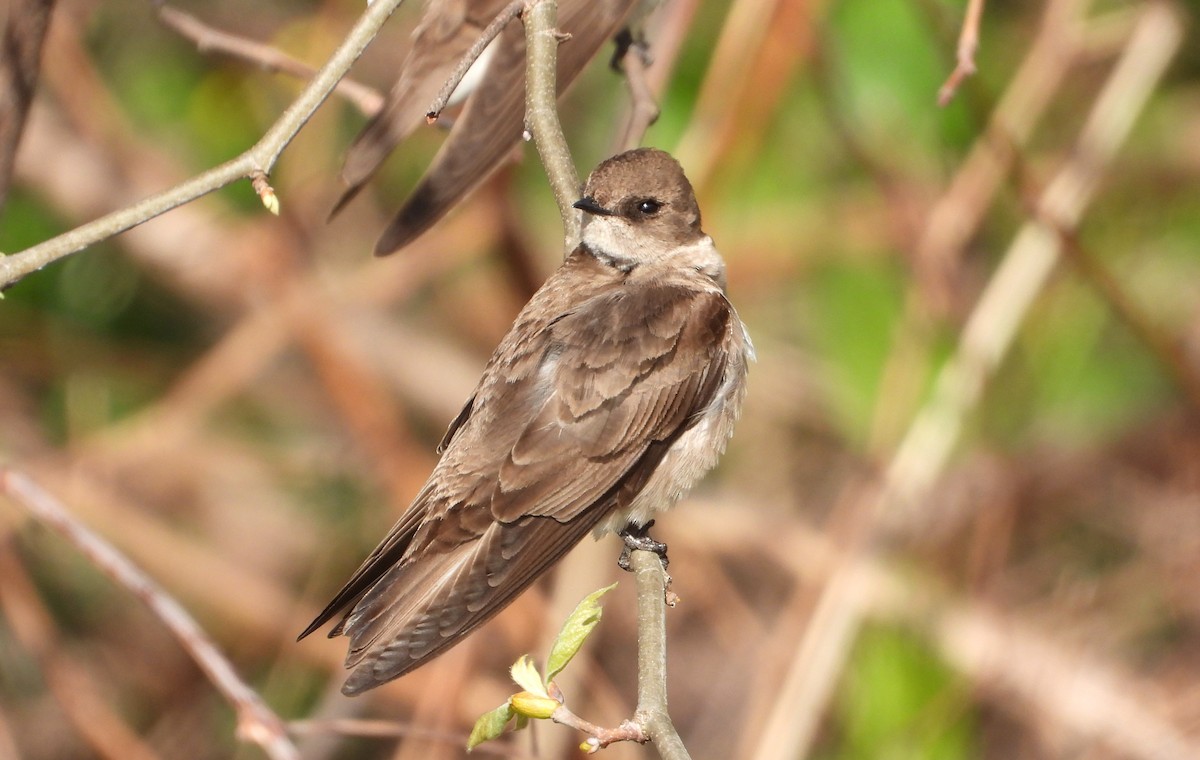Northern Rough-winged Swallow - Ken Vinciquerra