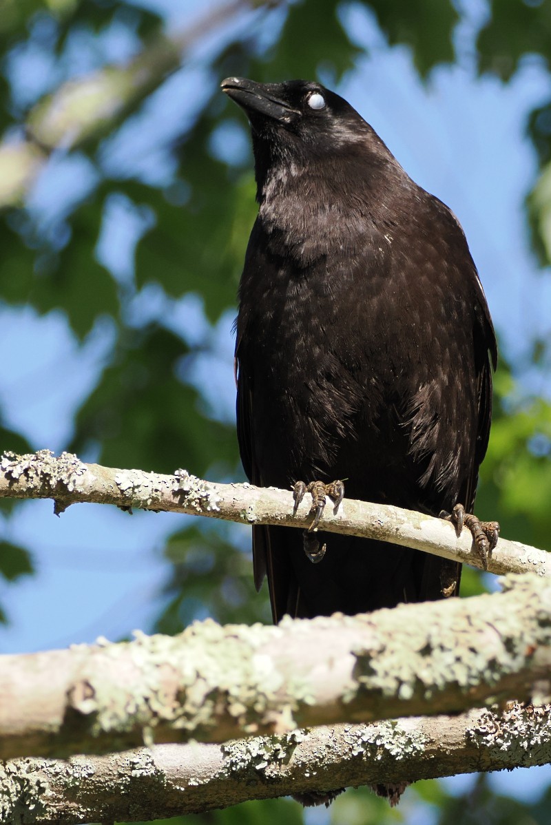 American Crow - ML559909451