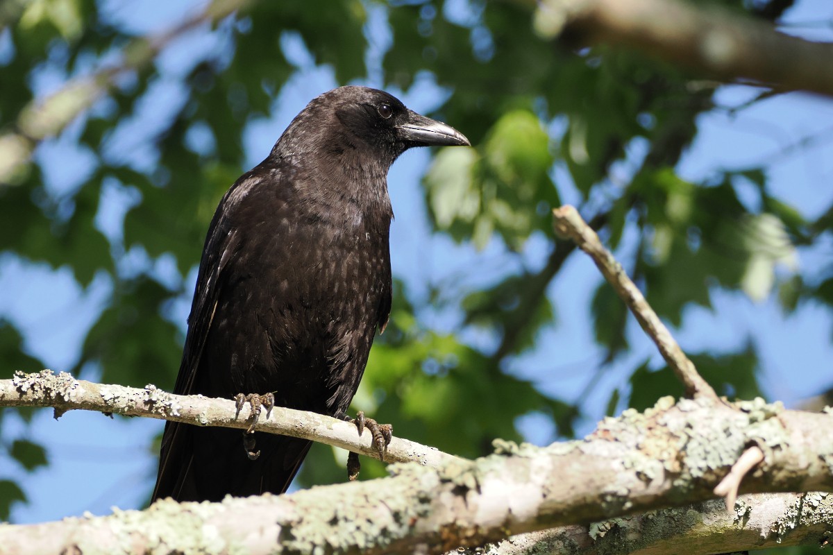 American Crow - ML559909461