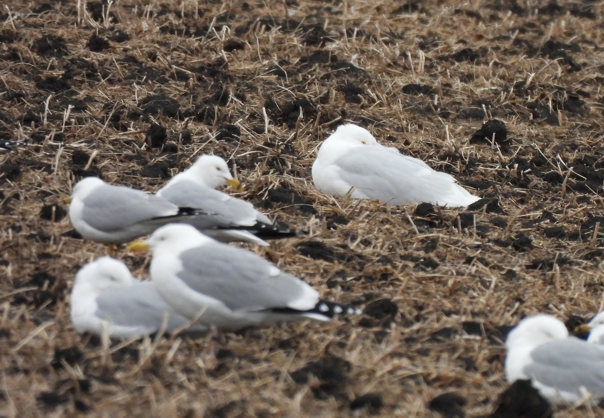 Glaucous Gull - Marlene Waldron