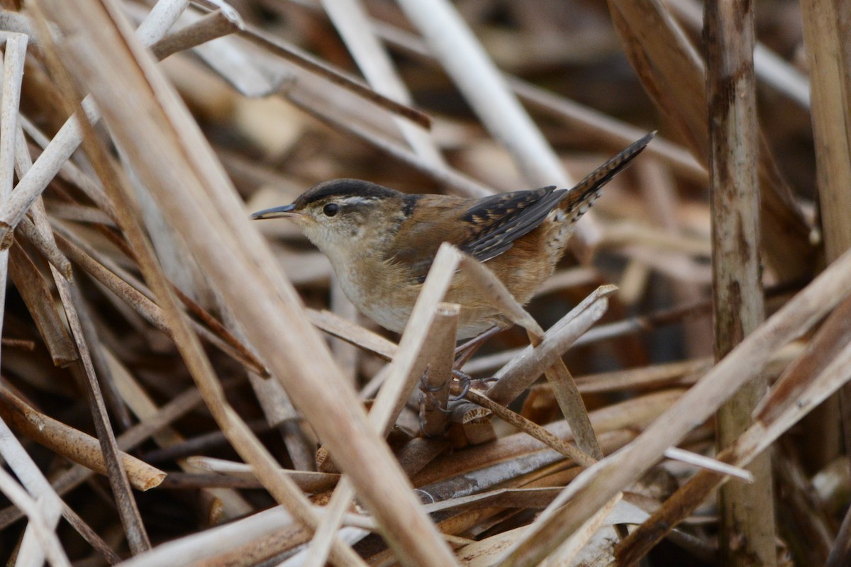 Marsh Wren - Steve Mierzykowski