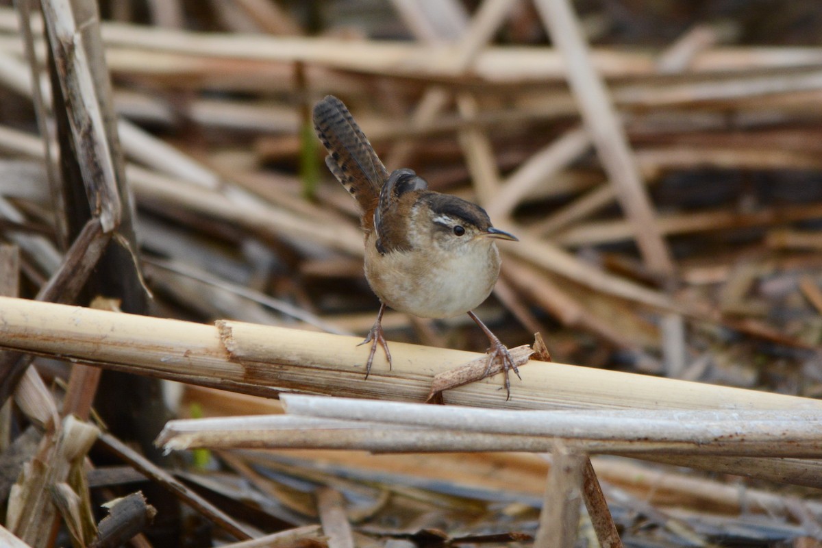 Marsh Wren - ML559911401