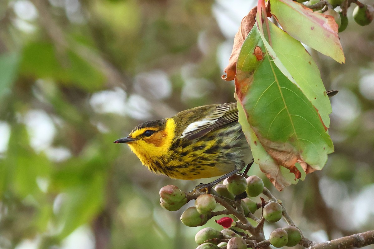 Cape May Warbler - Glenn Turner