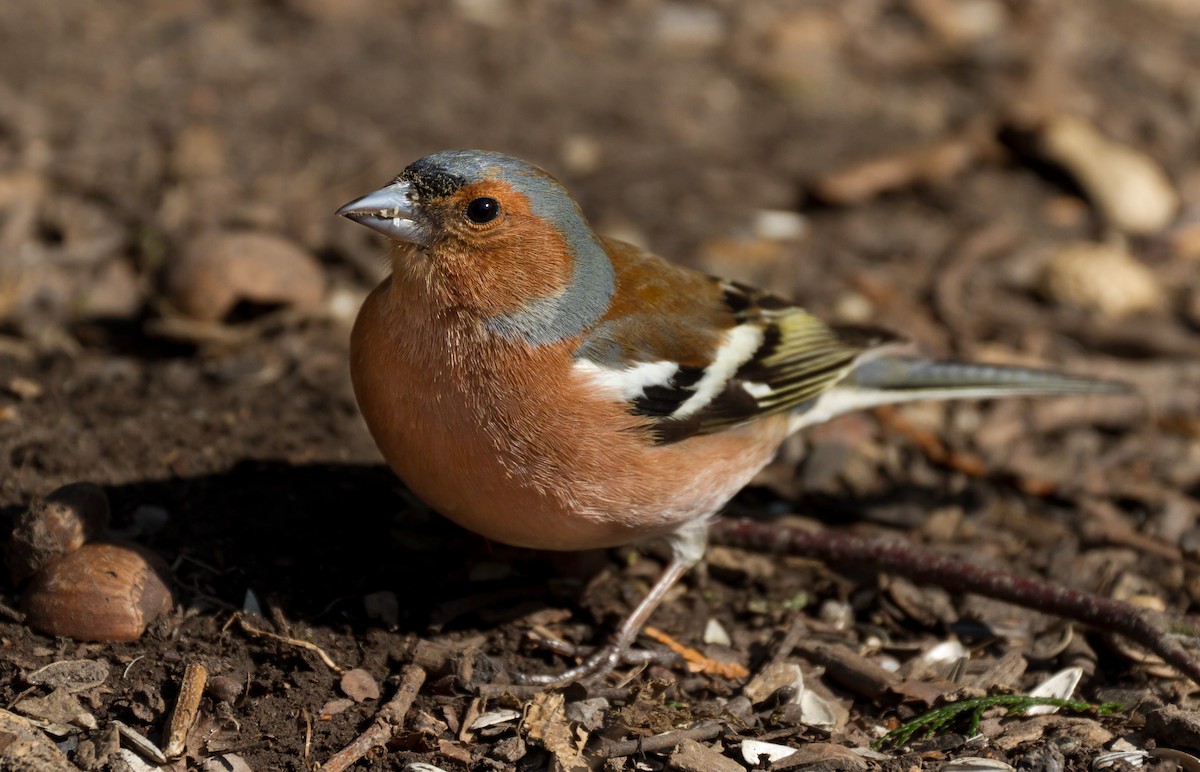 Common Chaffinch - Karsten Niemann