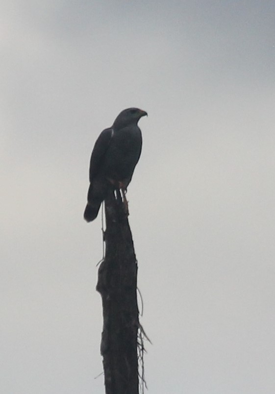 Buse à gros bec - ML559912091