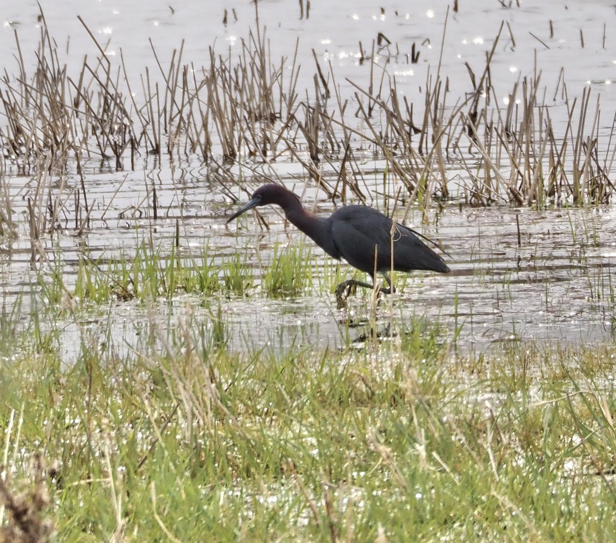 Little Blue Heron - ML559912761