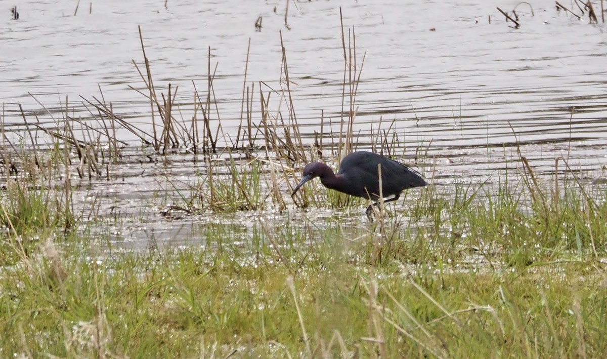 Little Blue Heron - ML559913251