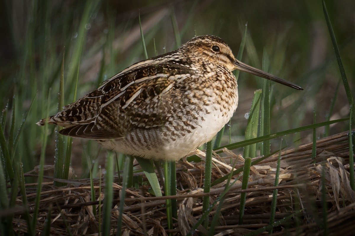 Wilson's Snipe - ML559913511