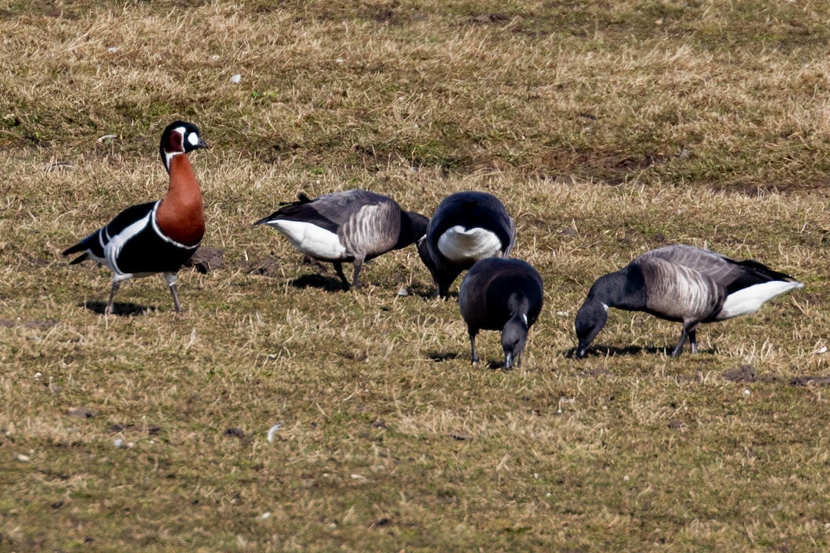 Red-breasted Goose - ML559913591