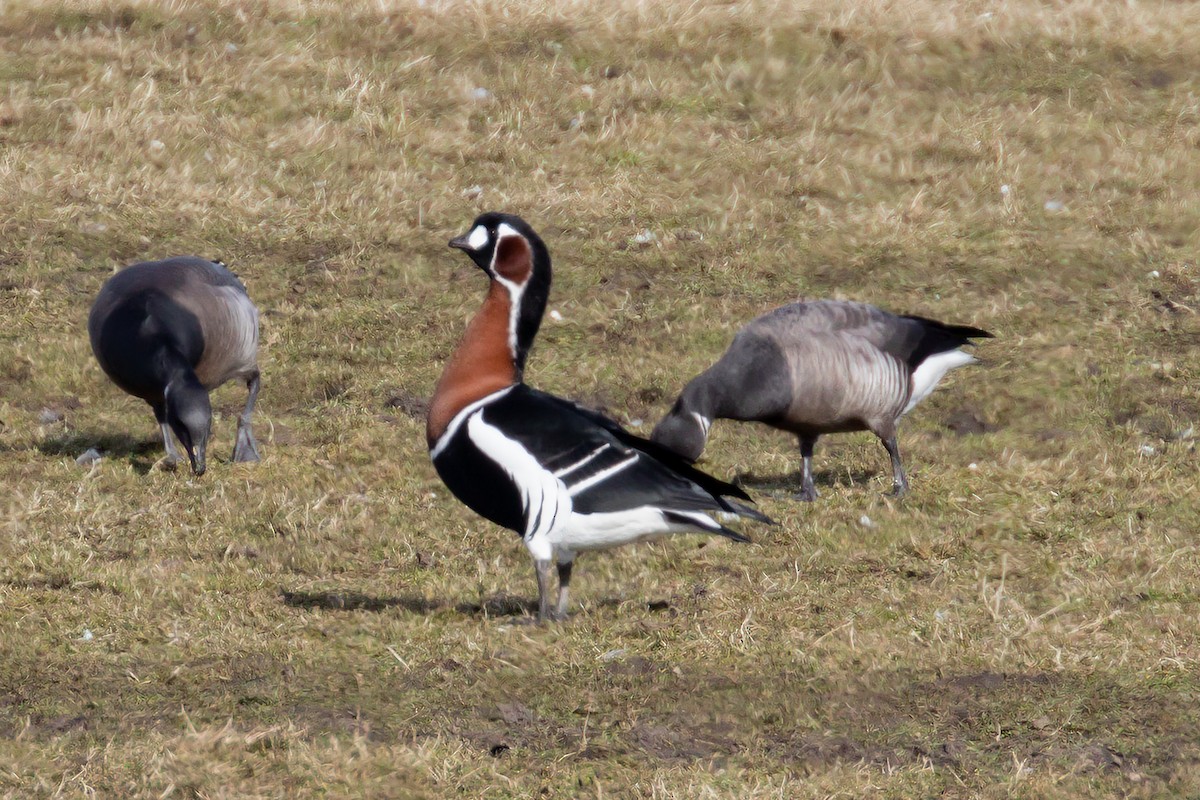 Red-breasted Goose - ML559913601