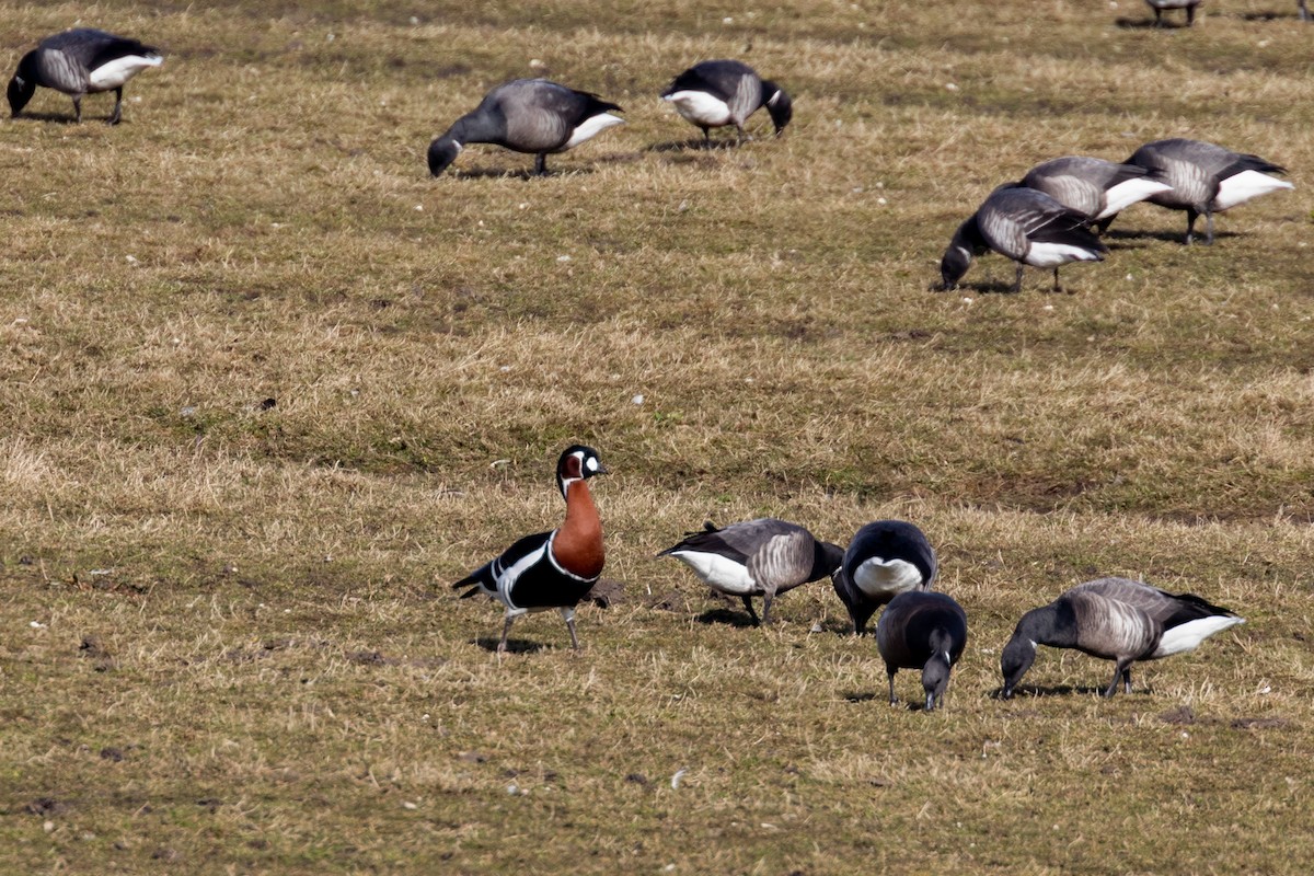 Red-breasted Goose - ML559913611