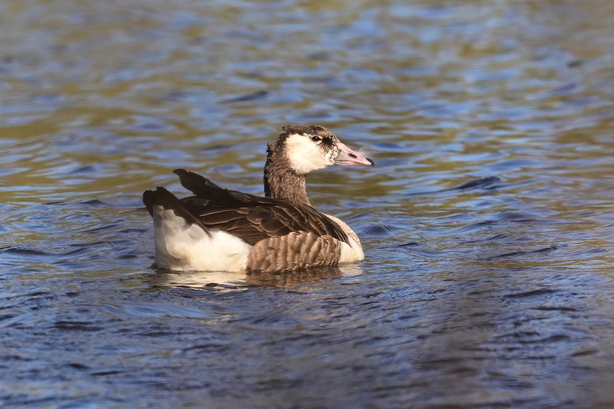 Domestic goose sp. x Canada Goose (hybrid) - ML559914261
