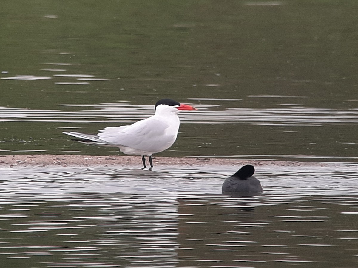 Caspian Tern - ML559916191