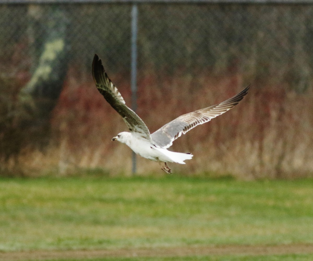 Lesser Black-backed Gull - ML559916881