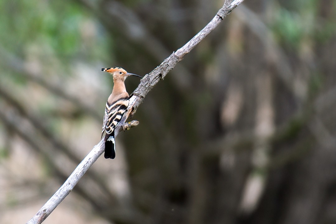 Eurasian Hoopoe - Sujan Abu Jafar