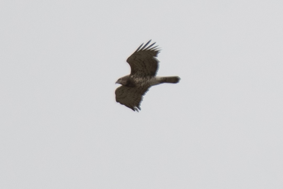 Short-toed Snake-Eagle - ML559918691