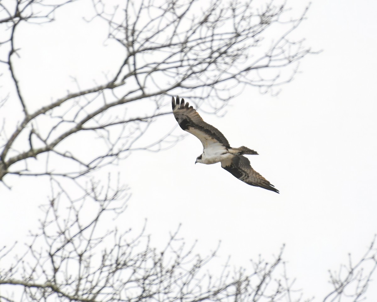 Osprey - ML559918761