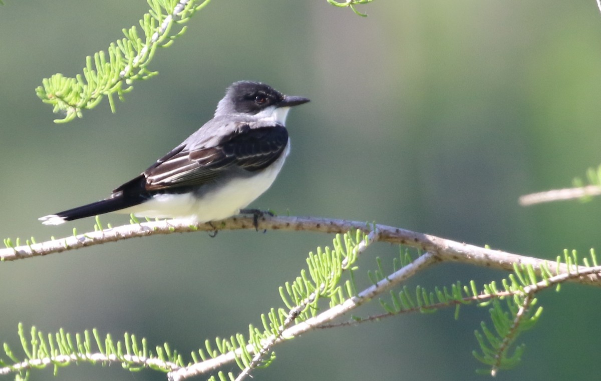 Eastern Kingbird - ML559919181