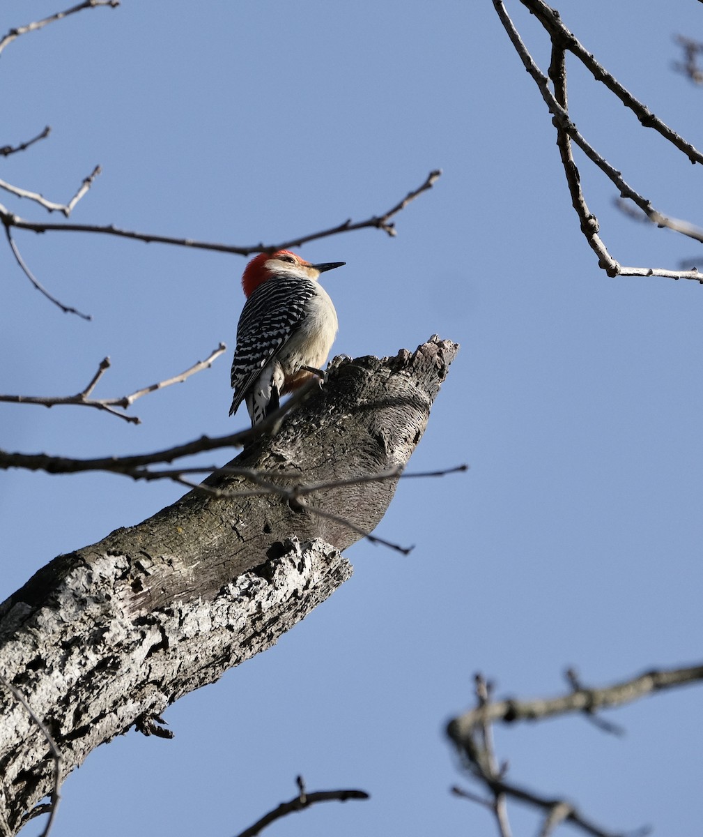 Red-bellied Woodpecker - ML559919191