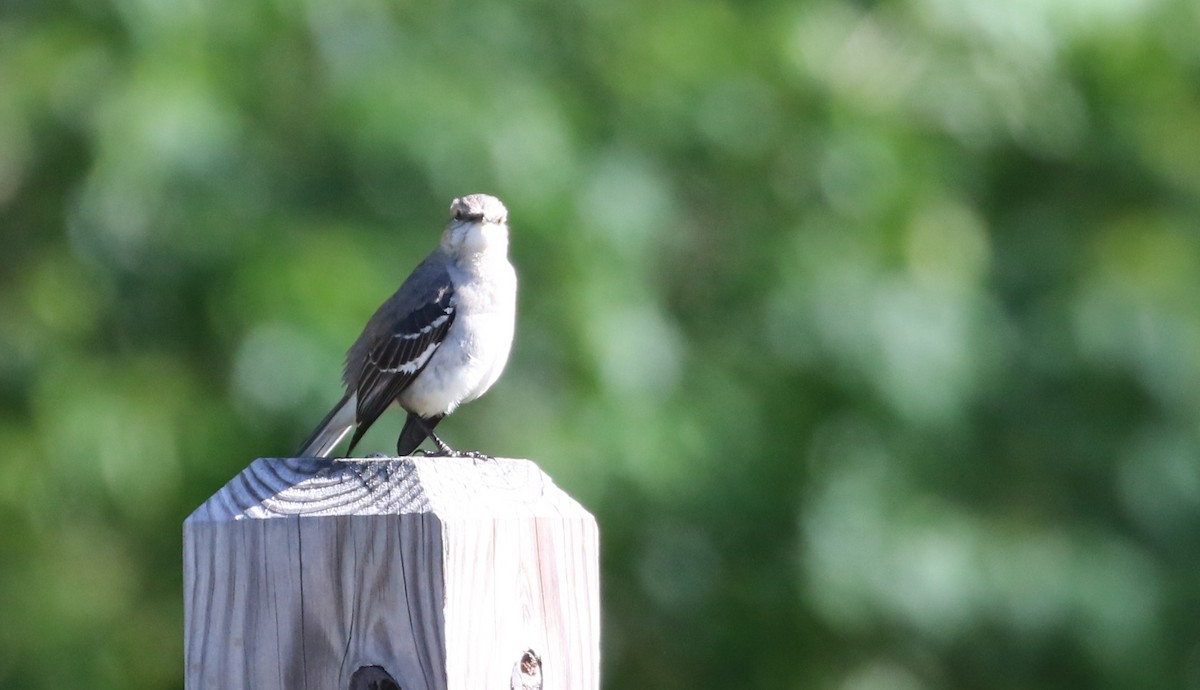 Northern Mockingbird - ML559919201