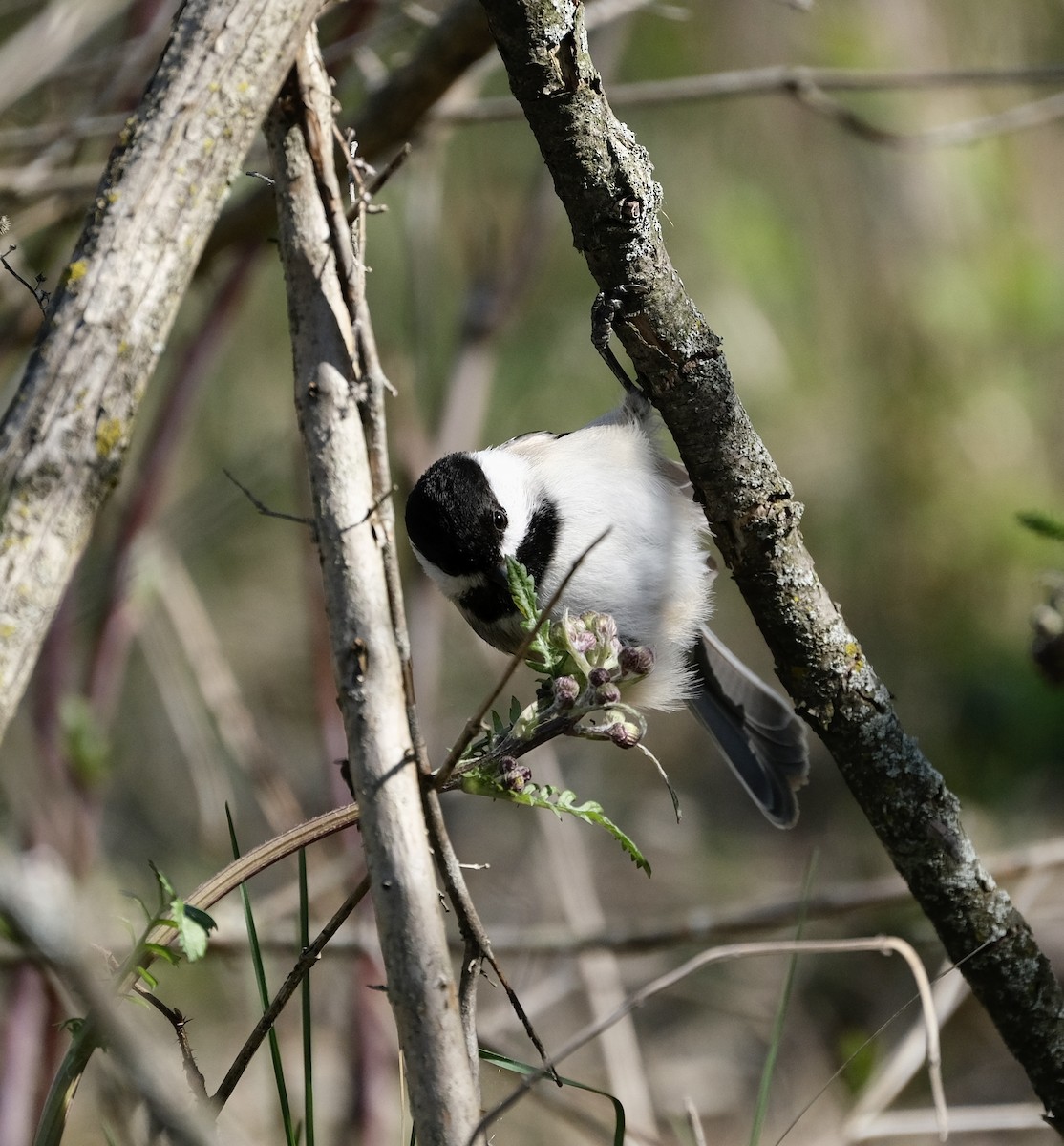 Mésange à tête noire - ML559919231