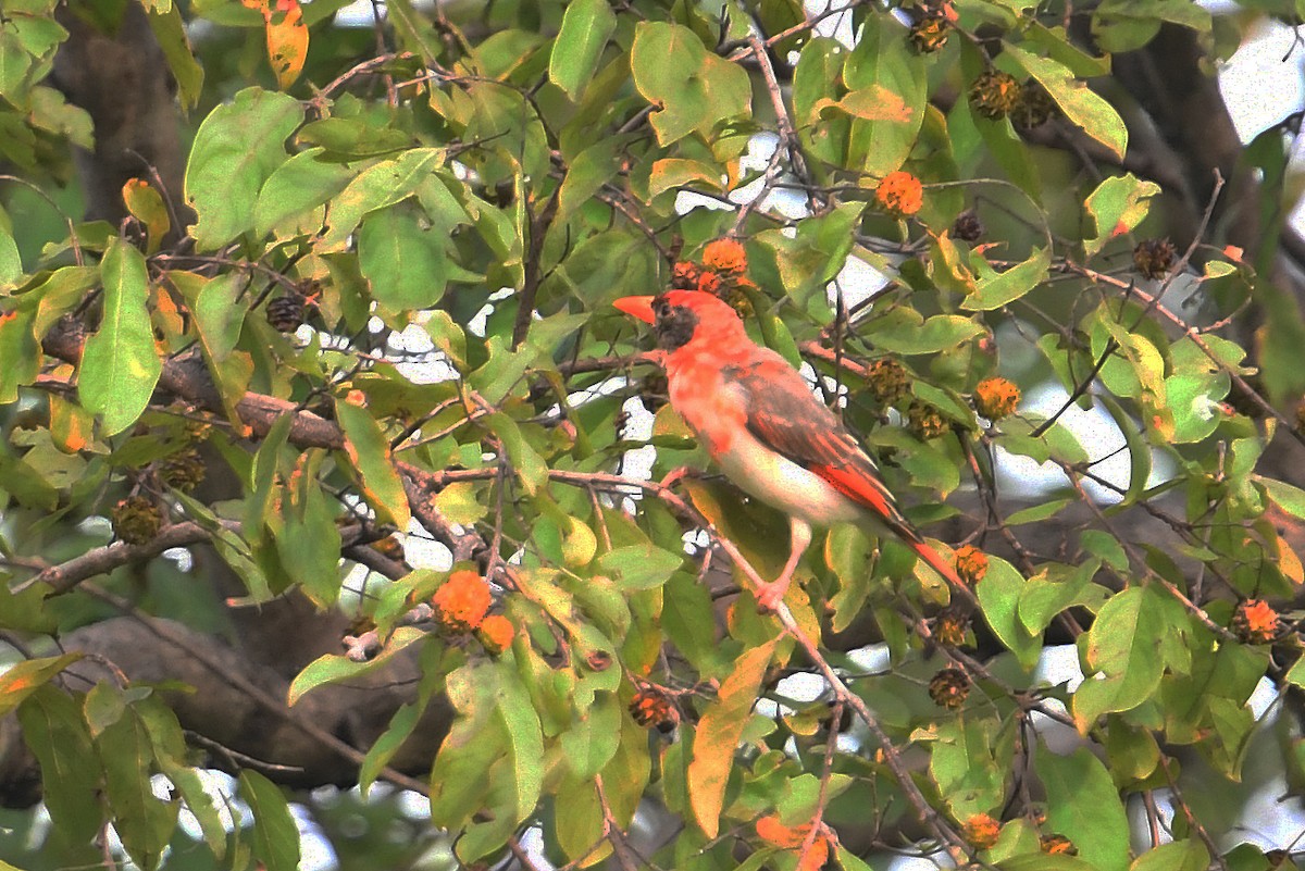 Red-headed Weaver (Northern) - ML559919541