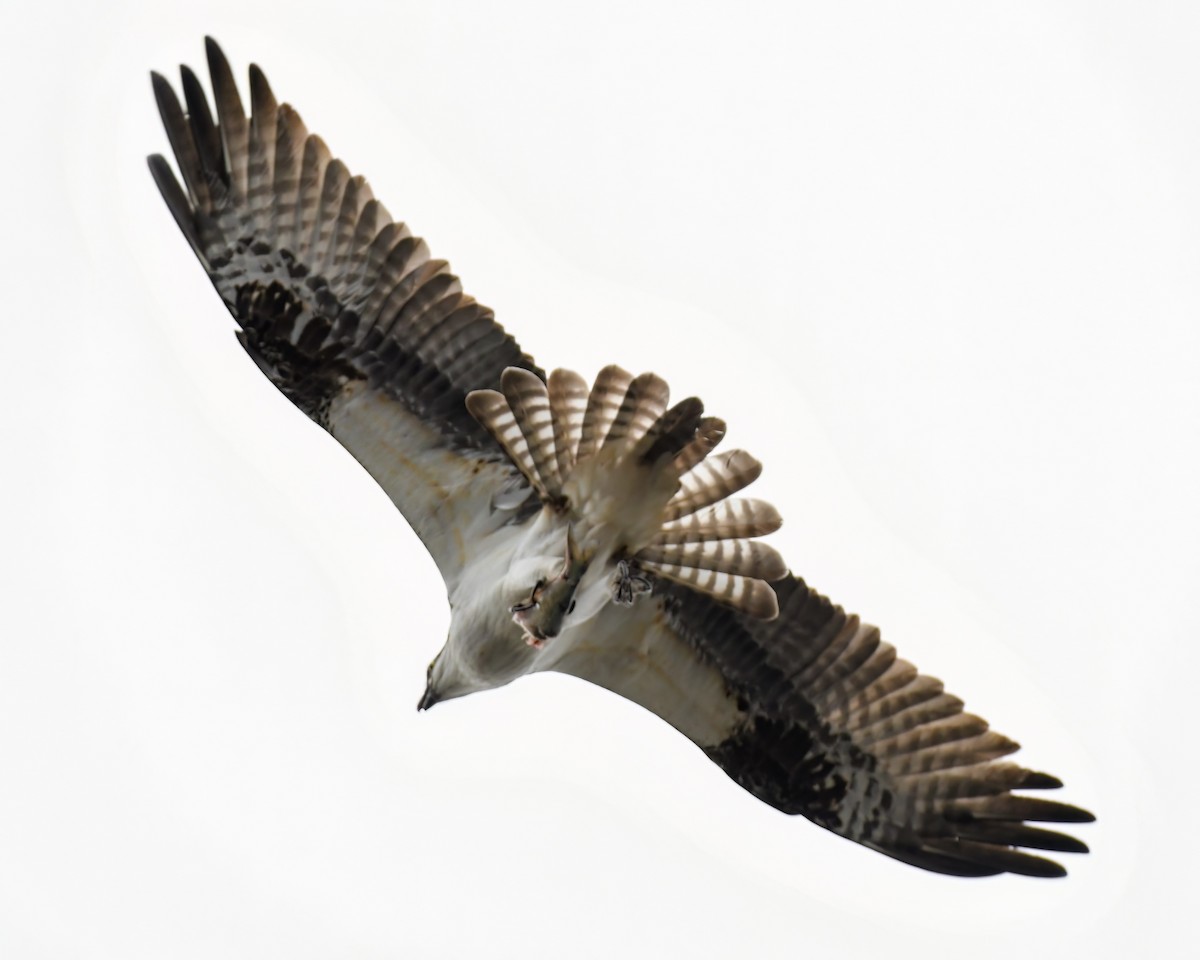 Águila Pescadora - ML559919601