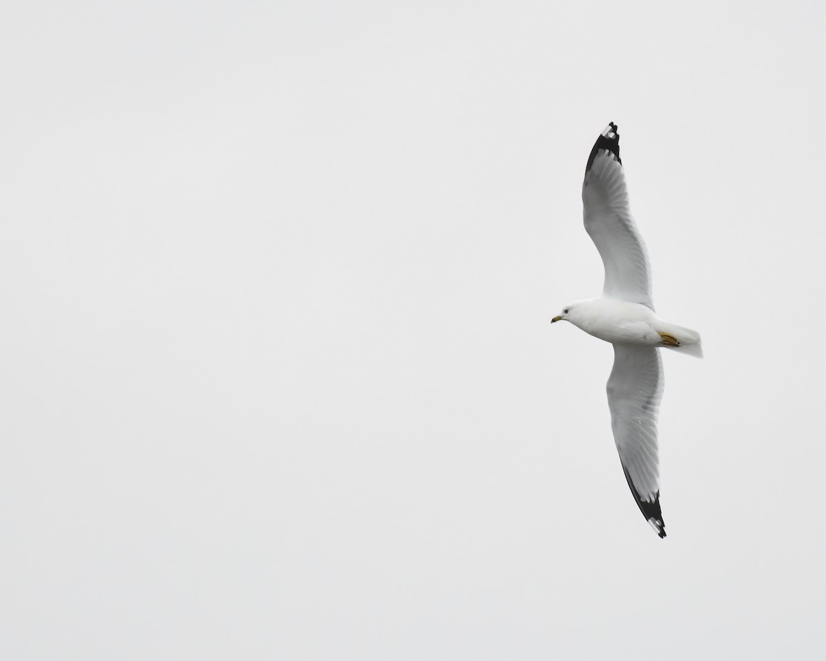 Ring-billed Gull - ML559919671