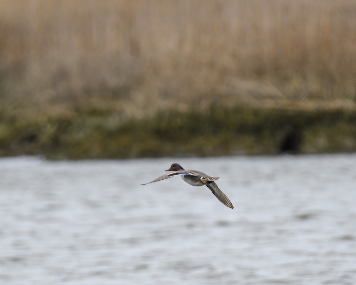 Green-winged Teal - ML559919721