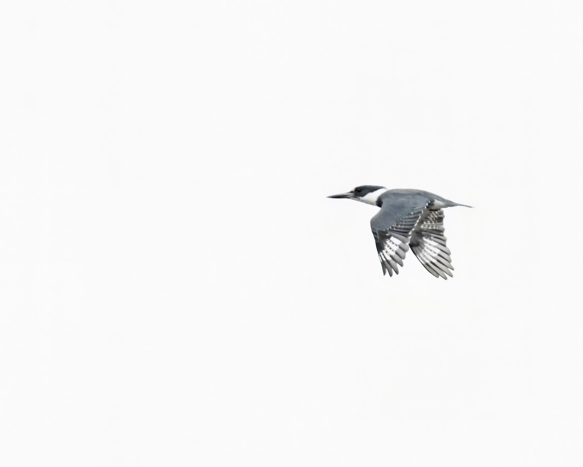 Belted Kingfisher - ML559919861