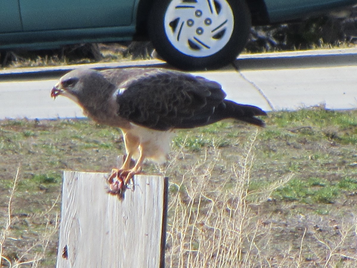 Swainson's Hawk - ML559920091