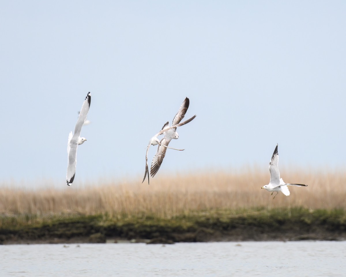 Ring-billed Gull - ML559920251