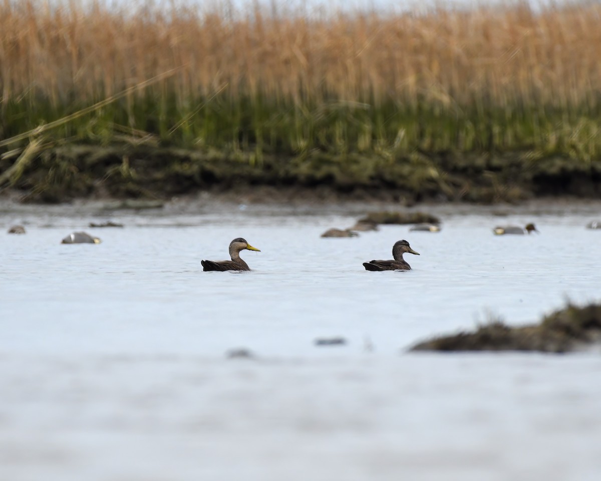 American Black Duck - ML559920291