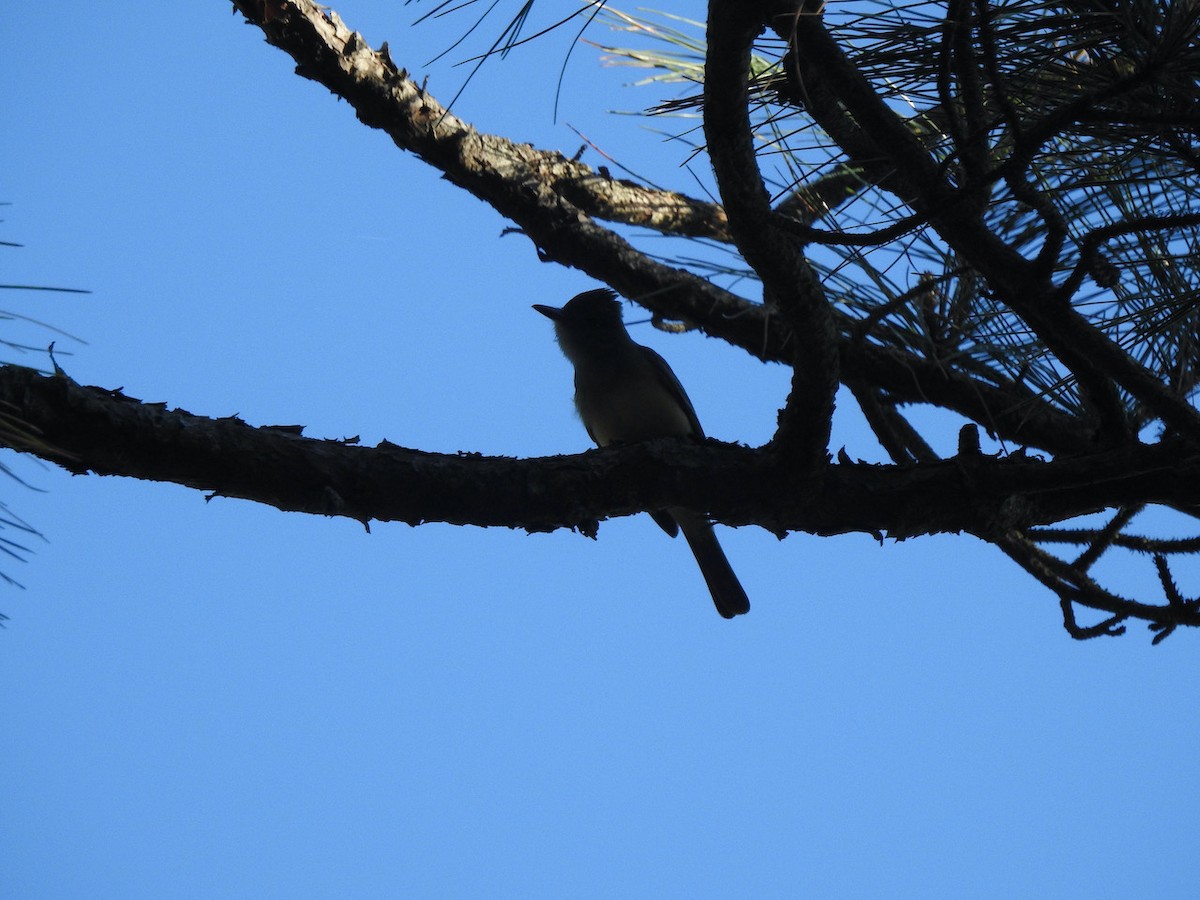 Great Crested Flycatcher - ML559920411