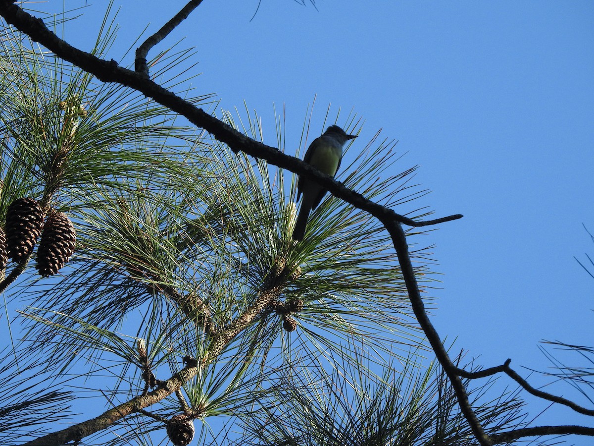 Great Crested Flycatcher - ML559920421