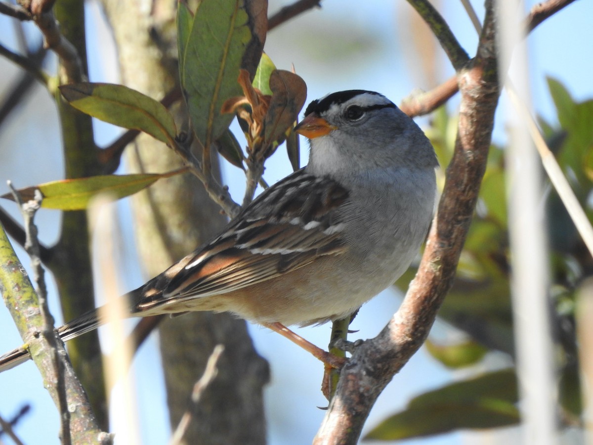 White-crowned Sparrow - ML559920551