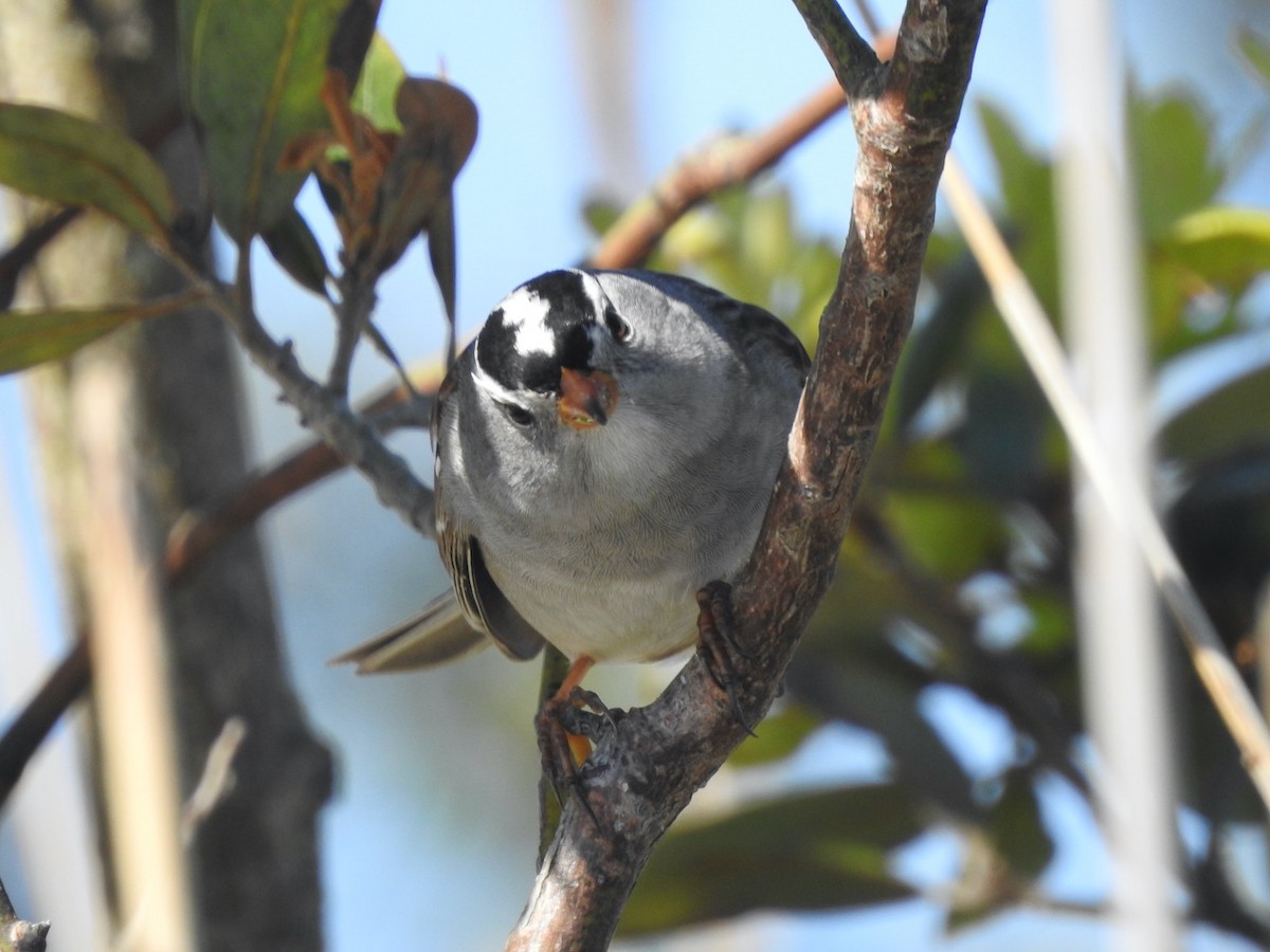 White-crowned Sparrow - ML559920561